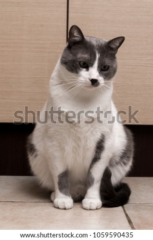 Gray Cat Sitting And Looking in camera
