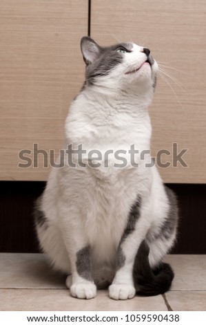Gray Cat Sitting And Looking in camera