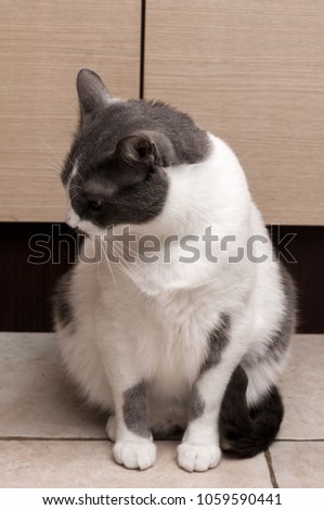 Gray Cat Sitting And Looking in camera
