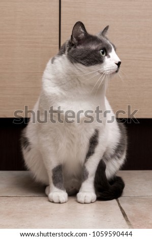 Gray Cat Sitting And Looking in camera