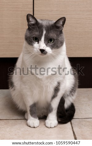 Gray Cat Sitting And Looking in camera