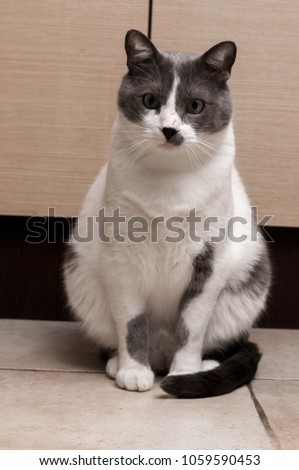 Gray Cat Sitting And Looking in camera