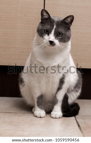 Gray Cat Sitting And Looking in camera