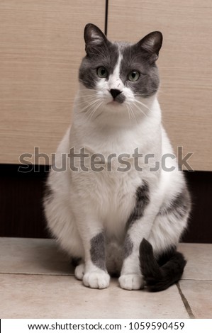 Gray Cat Sitting And Looking in camera