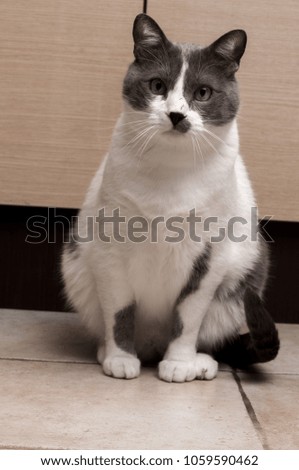 Gray Cat Sitting And Looking in camera