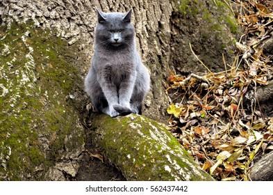 Gray cat sitting next to a tree