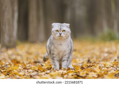 Gray Cat Sitting On Dry Autumn Leaves