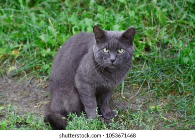 Gray cat sitting on the ground in green vegetation