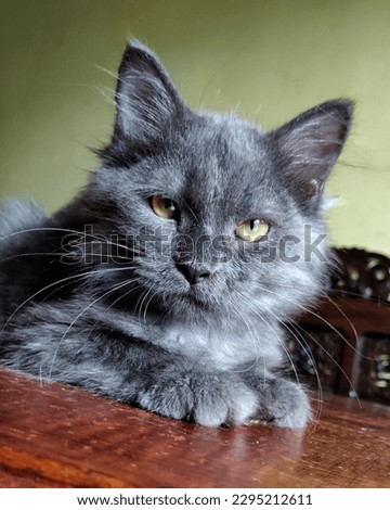 gray cat sitting at table with yellow wall