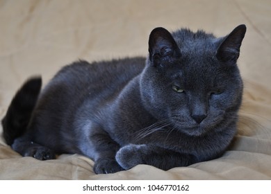 the gray cat sleep on the bed