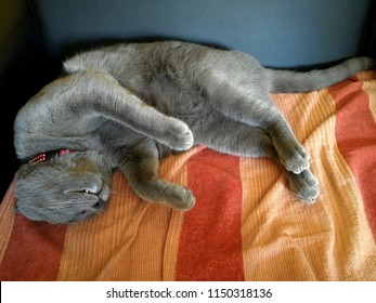 Gray Cat Sleeping In A Funny Pose On The Couch