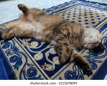 Gray Cat Sleeping On The Carpet In A Unique Style