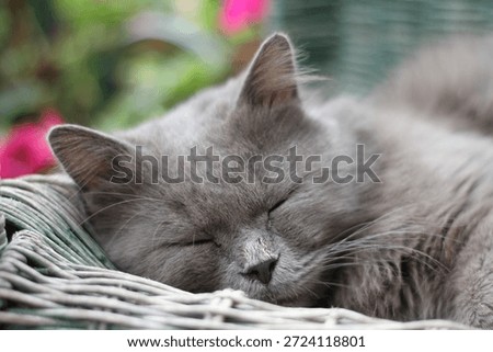 A gray cat sleeping peacefully inside a wicker basket, with closed eyes and soft fur details. The natural green background enhances the feeling of comfort, warmth, and tranquility.
