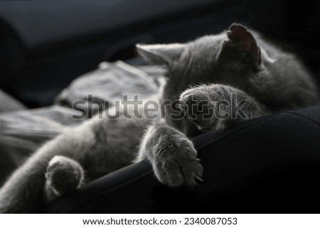 a gray cat sleeps in his bed with pricked ears and spread paws
