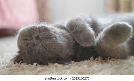 Gray cat sleeps on the carpet with his head thrown back