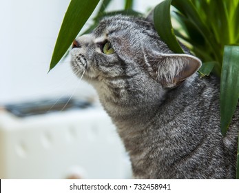 The Gray Cat Smells A Leaf Of A House Plant