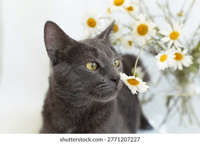 A gray cat sniffs a chamomile