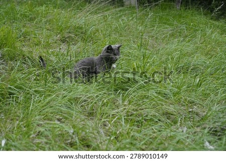 A gray cat is standing alert on a forest floor covered with small green plants and leaves. Its eyes are focused upward, as if tracking something above. The cat wears a collar and is surrounded by various grasses and foliage, suggesting a natural, wooded environment.