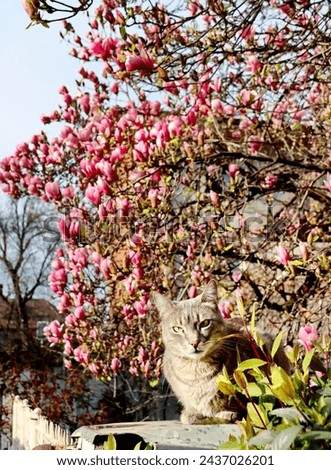 Gray cat standing in front of a tree with magnolia flowers. The domestic cat in a yard of a house among the magnolias. Magnolia and a cat standing in the sun on the streets of Bucharest. 