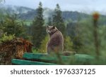 Gray cat standing on table outdoor and looking at mountains