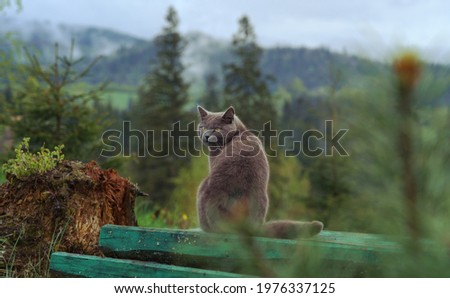 Gray cat standing on table outdoor and looking at mountains