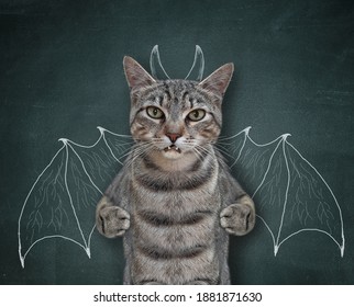 A gray cat stands