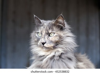Gray cat staring ahead