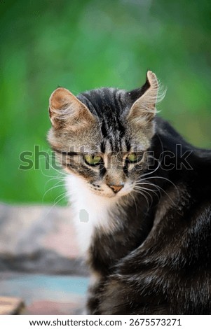 Gray cat staring other side