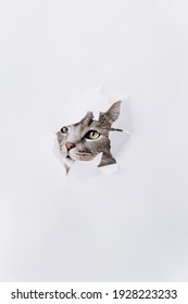 A Gray Cat Stuck Its Nose Into A Hole In A Torn White Paper. Animal Background.Pet Entertainment.World Pet Day.A Minimal, Creative, Trending Concept.Pet Store Poster Design.Vertically