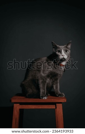 A gray cat is taking a photo shoot in a photo studio with a gray background, wearing a red necklace and looking forward