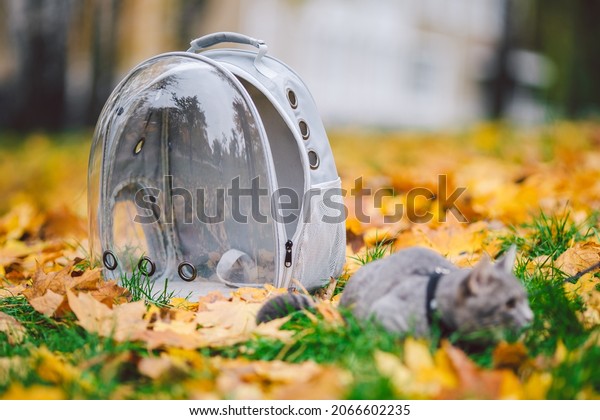 Gray cat in a transparent backpack carrying in\
autumn park in yellow leaves. Traveling with pets concept. Animal\
care, pets theme. Cute cat travels in capsule. Cat with leash with\
porthole carrying.