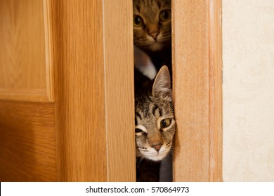 Gray Cat Trying To Climb In Through The Door