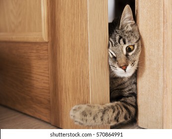 Cat at Door Free Photo - Gratisography