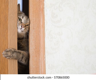 Gray Cat Trying To Climb In Through The Door