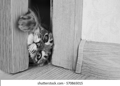 Gray Cat Trying To Climb In Through The Door