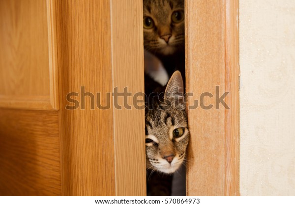 Gray Cat Trying Climb Through Door Stock Photo Edit Now 570864973