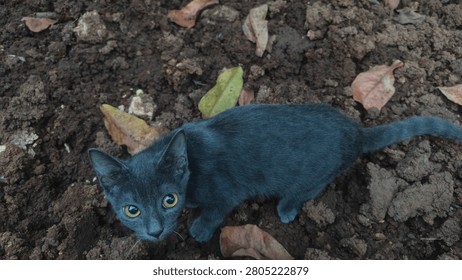 A gray cat typically has a smooth, dense coat ranging from pale silver to deep charcoal, often with a soft, velvety texture. Many gray cats display subtle darker tabby stripes or a solid 