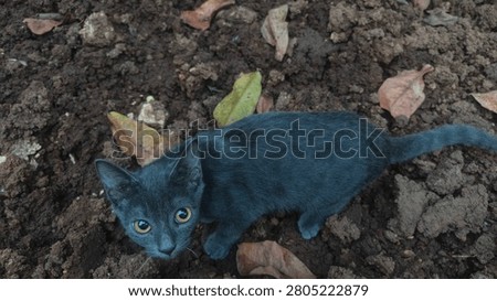 A gray cat typically has a smooth, dense coat ranging from pale silver to deep charcoal, often with a soft, velvety texture. Many gray cats display subtle darker tabby stripes or a solid 