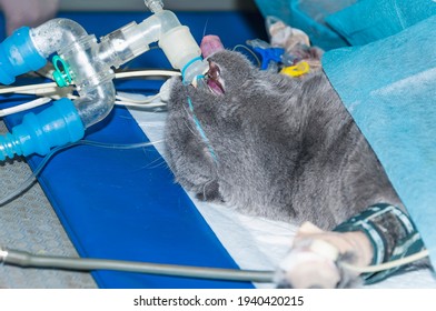 Gray Cat Under Anesthesia. The Animal Is Connected To Device Of Artificial Ventilation Of Lungs