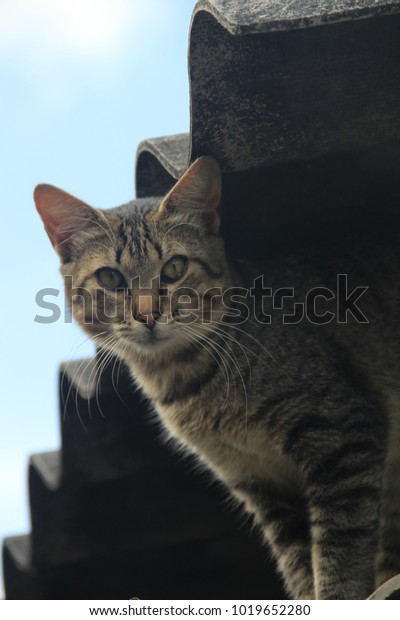 Gray Cat Under Ceiling Staring Camera Stock Image Download Now