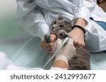 gray cat at the veterinarian