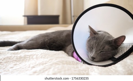 Cat Cone Images Stock Photos Vectors Shutterstock