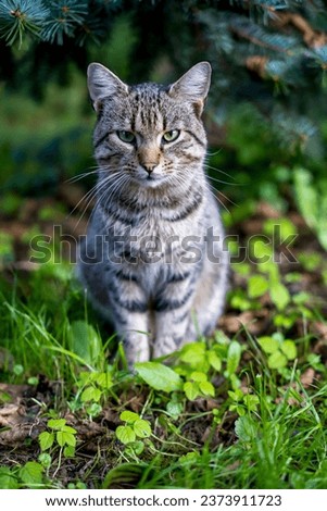 Similar – Foto Bild Wiesenkatze. katzengesucht im hohen Gras