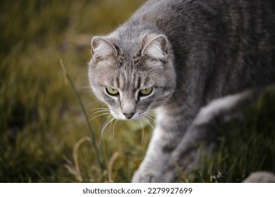 Gray cat walking outside on a summer day
 - Shutterstock ID 2279927699