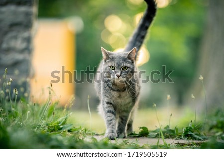 Gray cat walking outside on a summer day