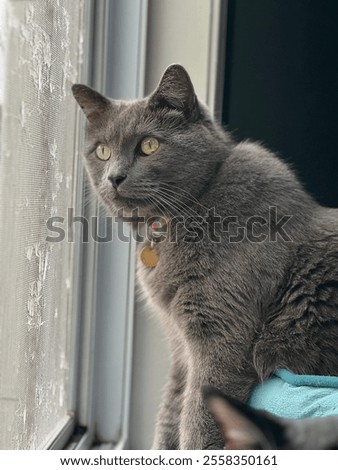 Gray cat watching out a window