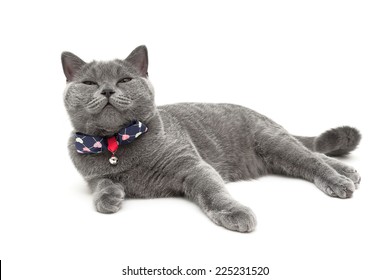 Cat Bells Images, Stock Photos u0026 Vectors  Shutterstock