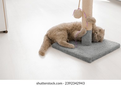 A gray cat with a white muzzle sits on a scratching post. Cozy cat house with a toy on a white background.