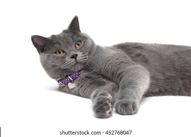 Chat Gris Hd Stock Images Shutterstock