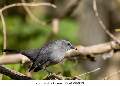 The gray catbird (Dumetella carolinensis). Natural photo from Wisconsin.